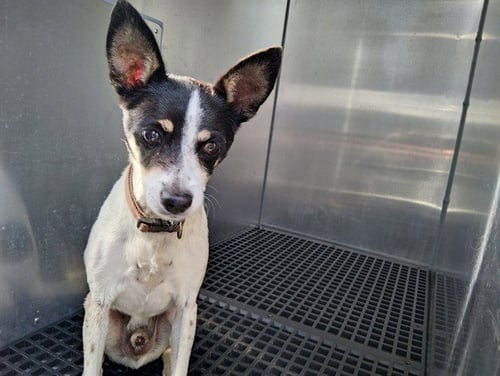 A2478741 - Rat Terrier available for adoption
