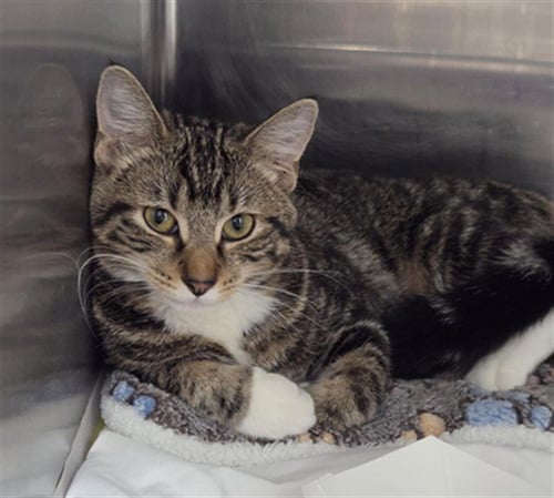 BOBA - Domestic Short Hair available for adoption