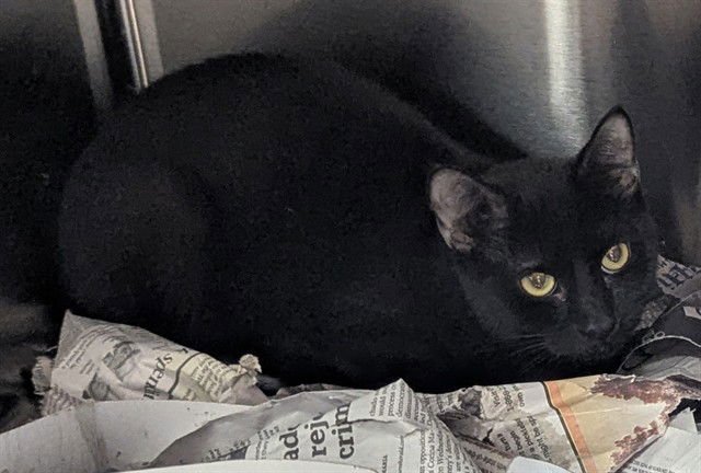 ONYX - Domestic Short Hair available for adoption