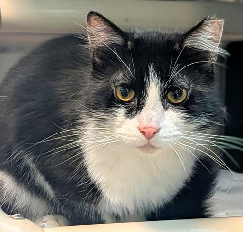 PUFFER - Domestic Short Hair available for adoption