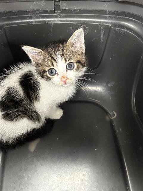 A2462858 - Domestic Short Hair available for adoption