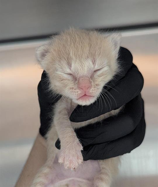 A2452543 - Domestic Short Hair available for adoption