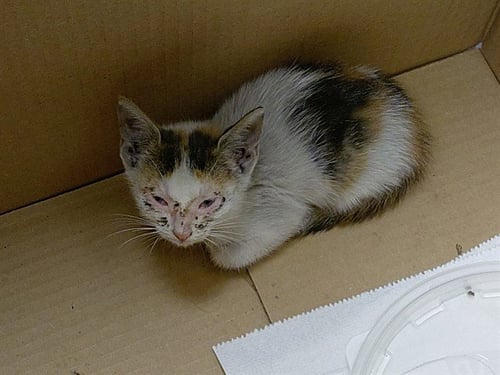 *NINA - Domestic Short Hair available for adoption