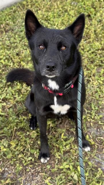 COWBOY - German Shepherd Dog available for adoption