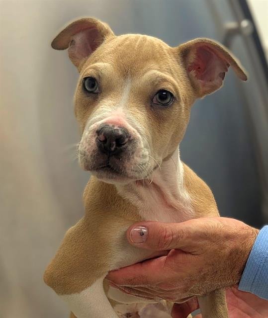 SPOT - American Staffordshire Terrier available for adoption