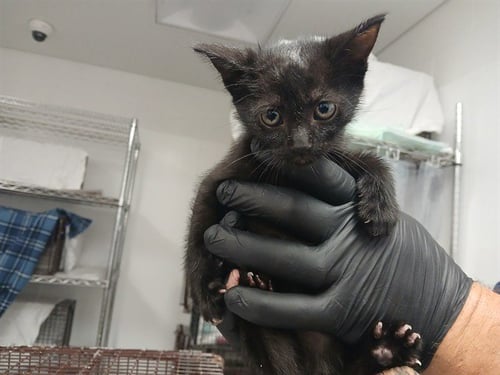 A2478532 - Domestic Short Hair available for adoption