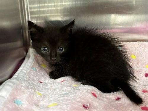*SUNNY - Domestic Short Hair available for adoption