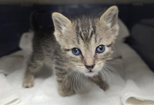 IVY - Domestic Short Hair available for adoption