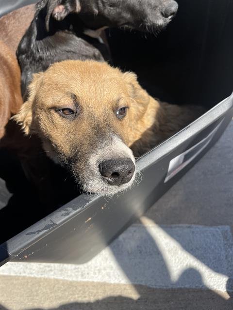NESTER - Border Collie available for adoption