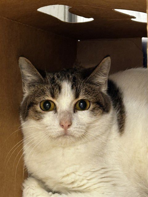 ALICE - Domestic Short Hair available for adoption