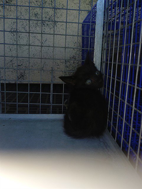 LYRIC - Domestic Short Hair available for adoption