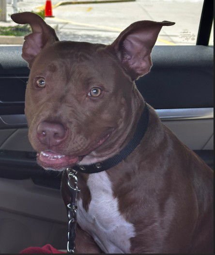 COCO - American Staffordshire Terrier available for adoption