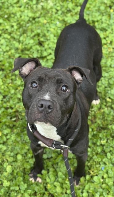 SUGAR - American Staffordshire Terrier available for adoption