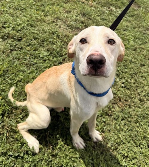 NICO - Labrador Retriever available for adoption