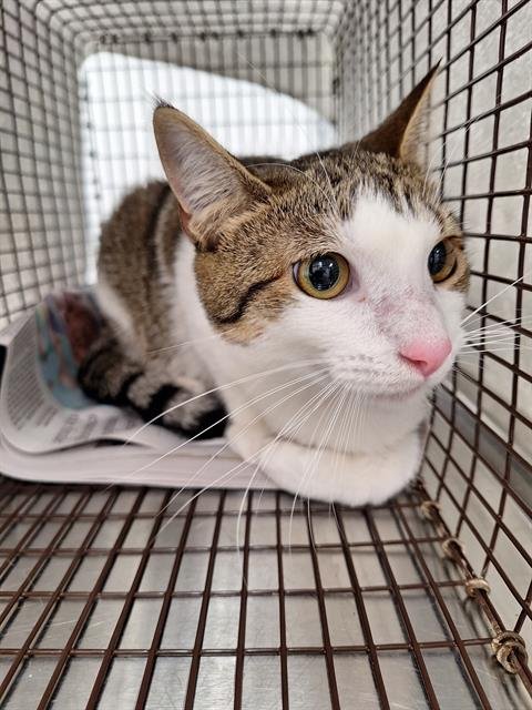 HEAVEN - Domestic Short Hair available for adoption