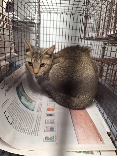 FAE - Domestic Short Hair available for adoption