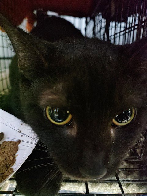 A2481592 - Domestic Short Hair available for adoption