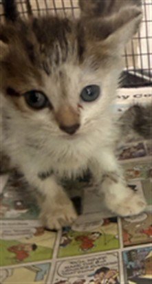 *RHINO - Domestic Short Hair available for adoption
