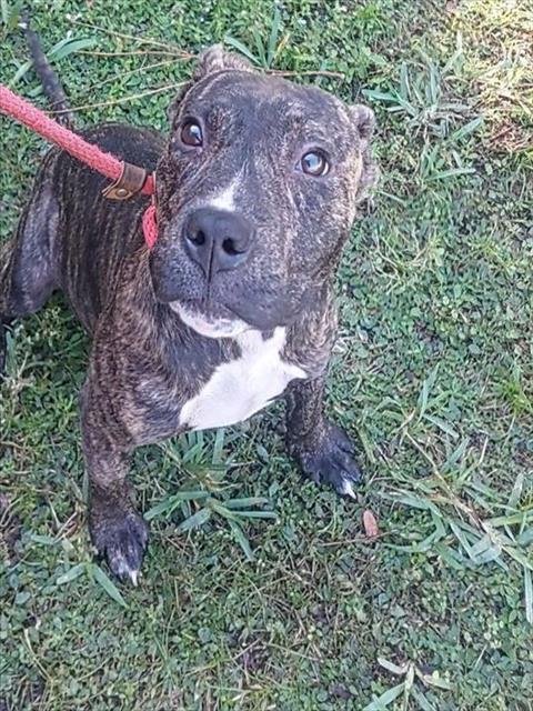 GIZELLE - American Staffordshire Terrier available for adoption