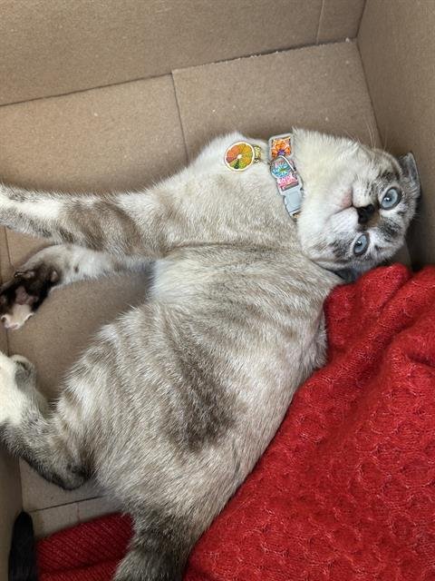 MONROE - Siamese available for adoption