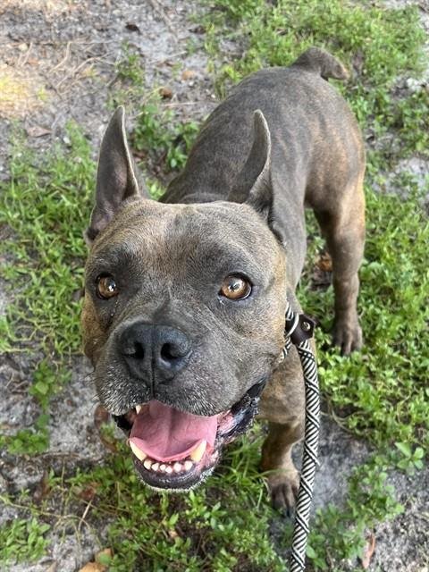 KANE BUTLER - American Staffordshire Terrier available for adoption