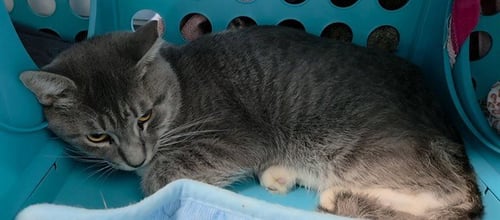 KID ROCK - Domestic Short Hair available for adoption