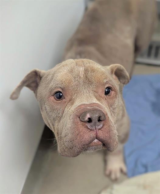 PIRATE - American Staffordshire Terrier available for adoption