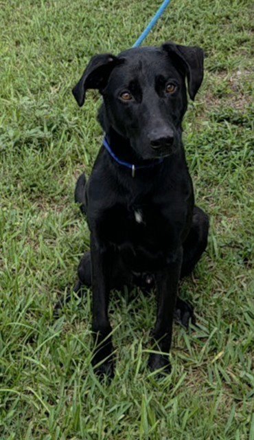 MANDO - Labrador Retriever available for adoption