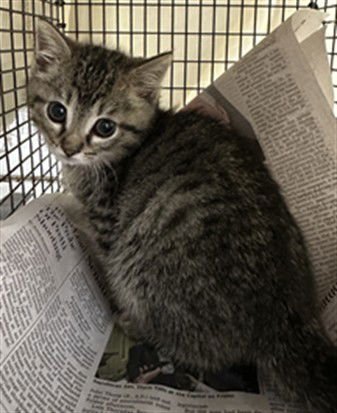 BEETLE - Domestic Short Hair available for adoption