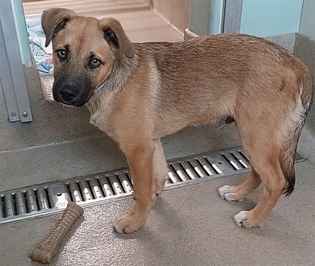 MICKEY - German Shepherd Dog available for adoption