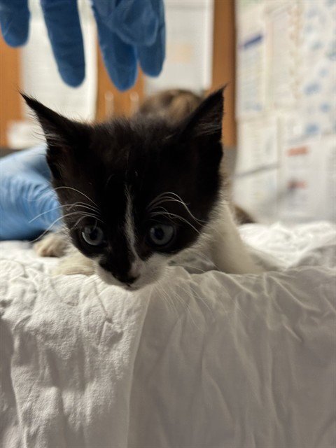 A2478489 - Domestic Short Hair available for adoption
