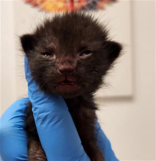 A2476320 - Domestic Short Hair available for adoption
