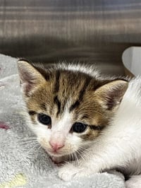 VINCENT - Photo 1