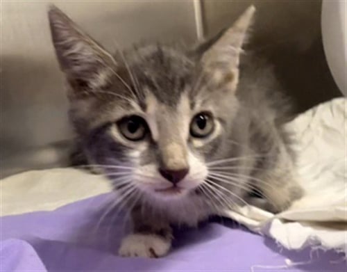 LANCE - Domestic Short Hair available for adoption