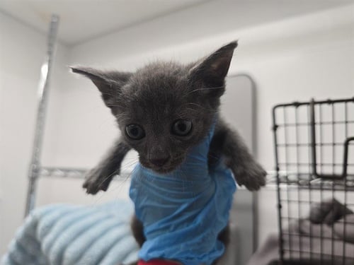 A2481290 - Domestic Long Hair available for adoption