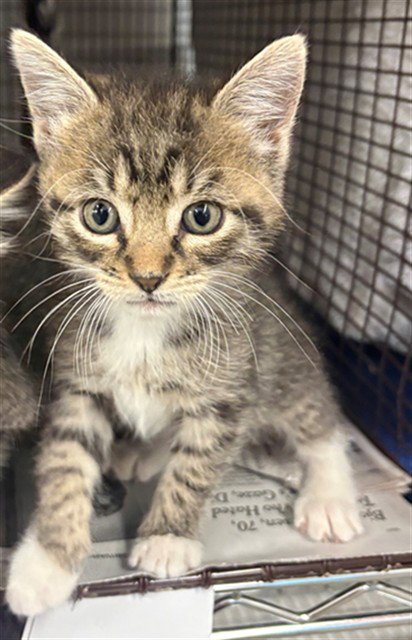 *LOCK - Domestic Short Hair available for adoption