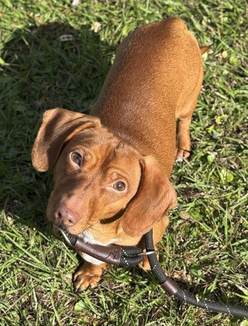 MARTY - Dachshund available for adoption
