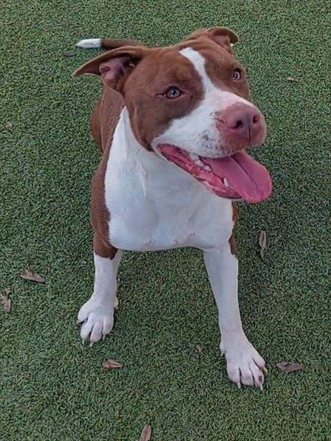 MOCHA - American Staffordshire Terrier available for adoption