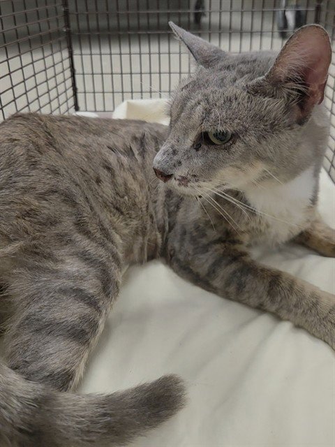 OSCAR - Domestic Short Hair available for adoption