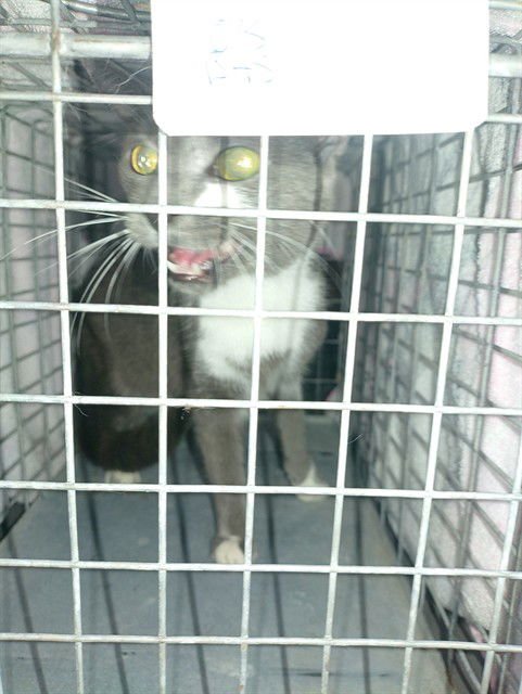 KEKE - Domestic Short Hair available for adoption