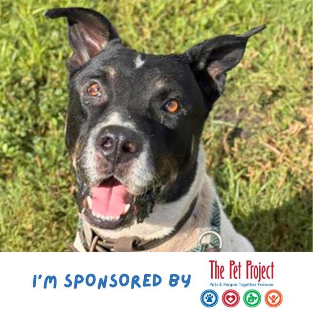 ROBBY - Staffordshire Bull Terrier available for adoption