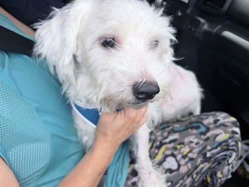 FONZO - Poodle (Standard) available for adoption