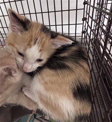 A2480392 - Domestic Short Hair available for adoption