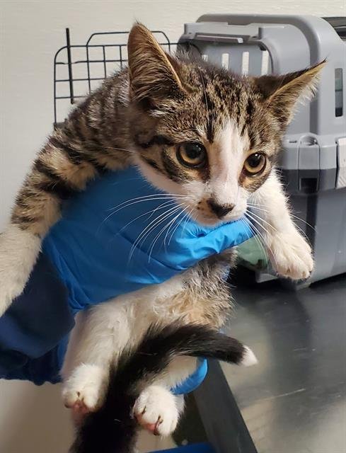 NUGGET - Domestic Short Hair available for adoption