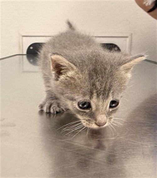 BURROW - Domestic Short Hair available for adoption
