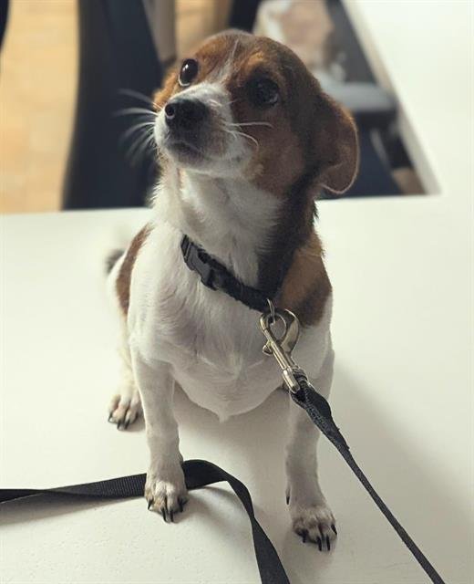 BOWSER - Rat Terrier available for adoption