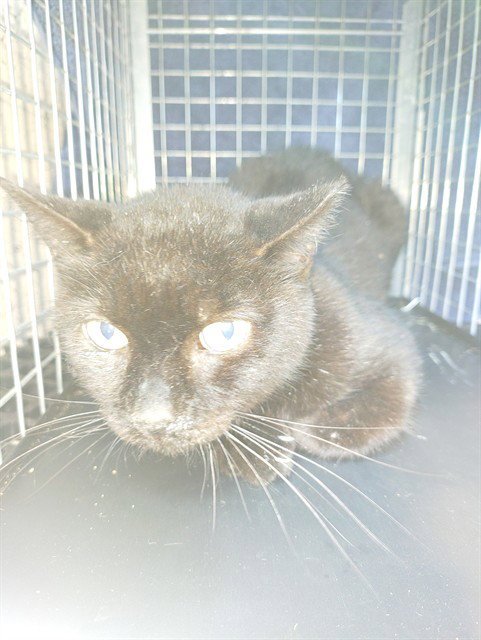 ASH - Domestic Short Hair available for adoption