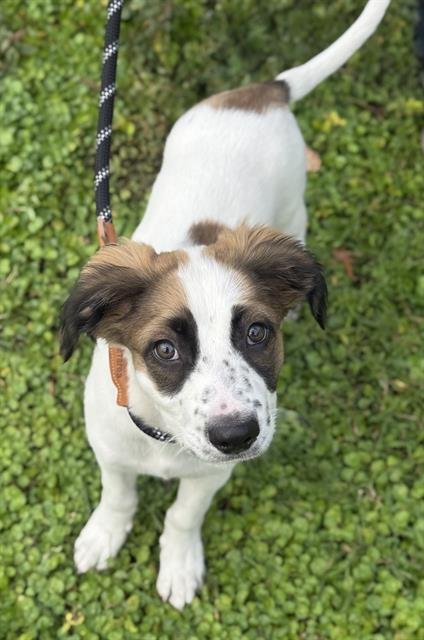 LUNA - Border Collie available for adoption