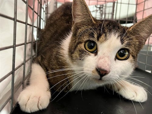 MOUSE - Domestic Short Hair available for adoption