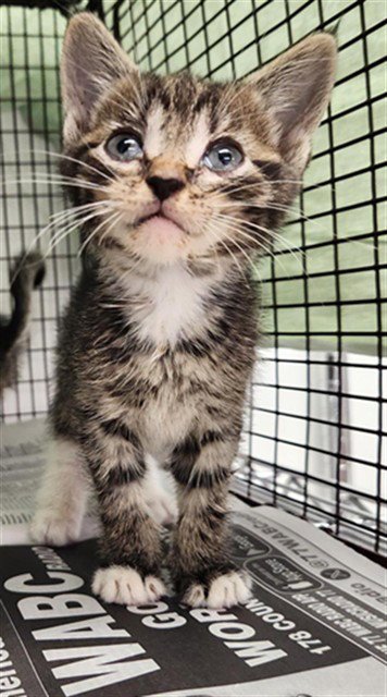 A2475766 - Domestic Short Hair available for adoption